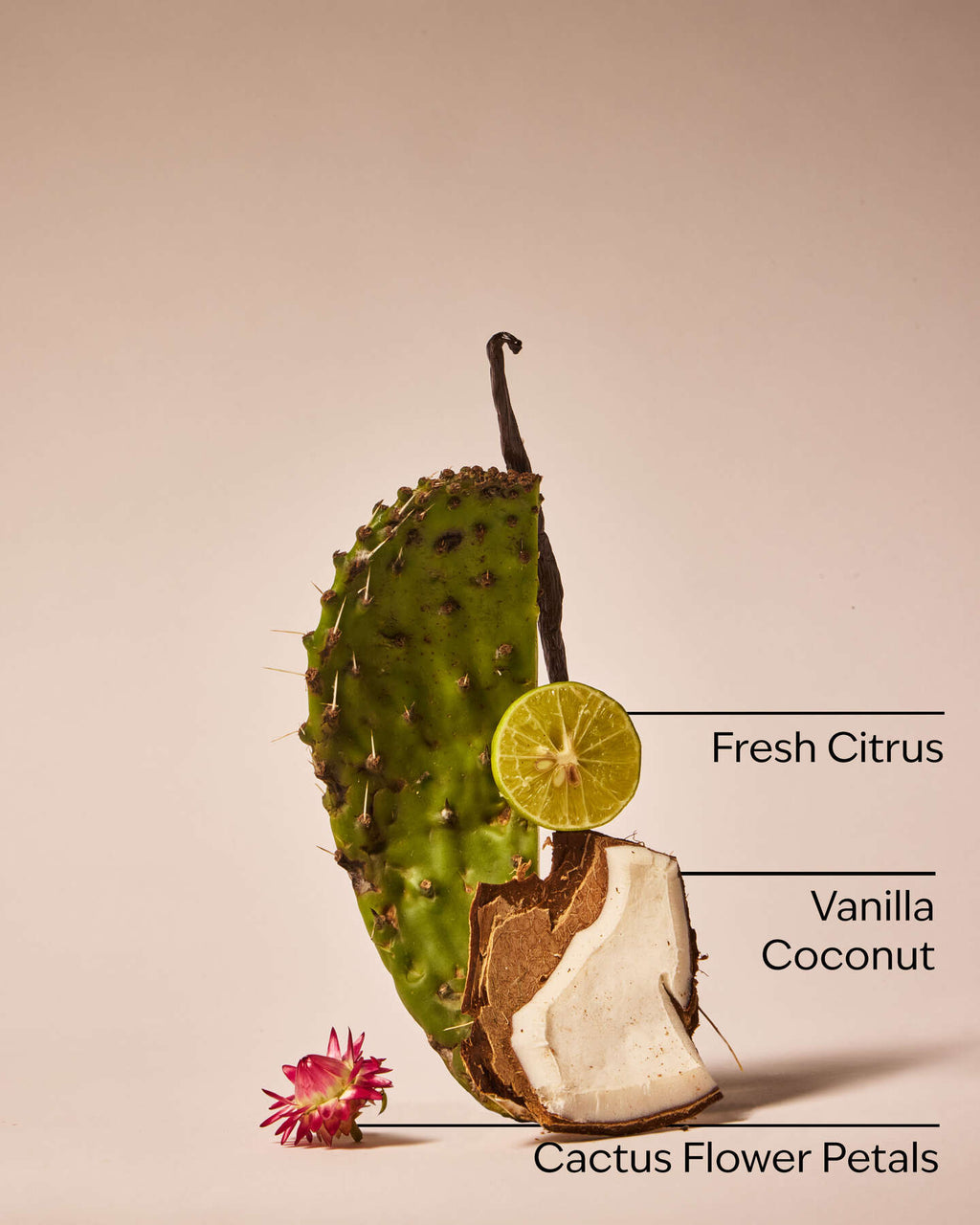 Cactus Blossom Vela