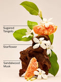 In The Stars Body cream
