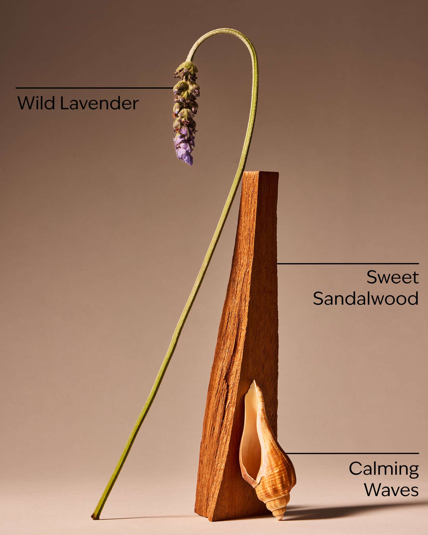Oceanside Lavender Vela