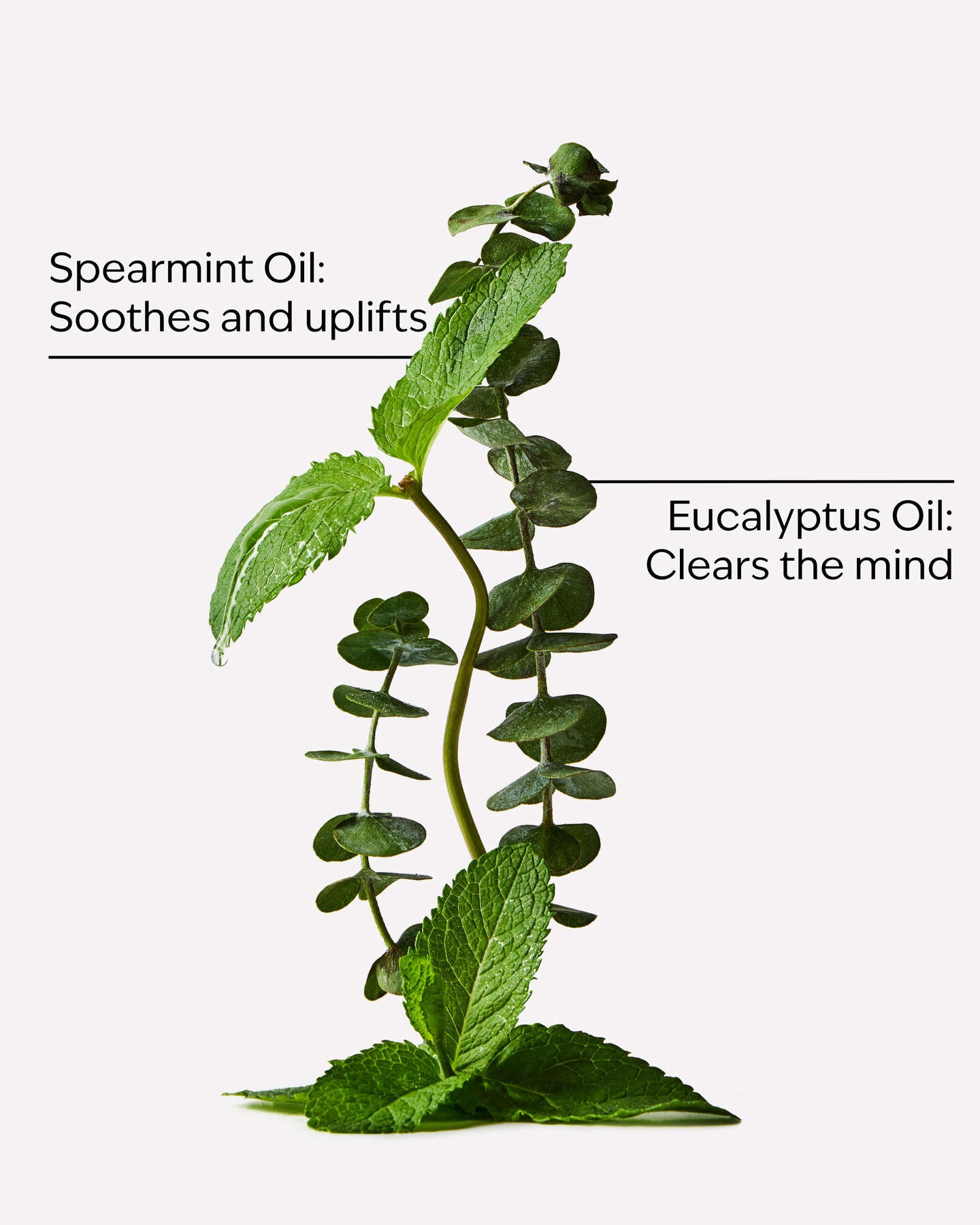 Eucalyptus Spearmint Body Lotion