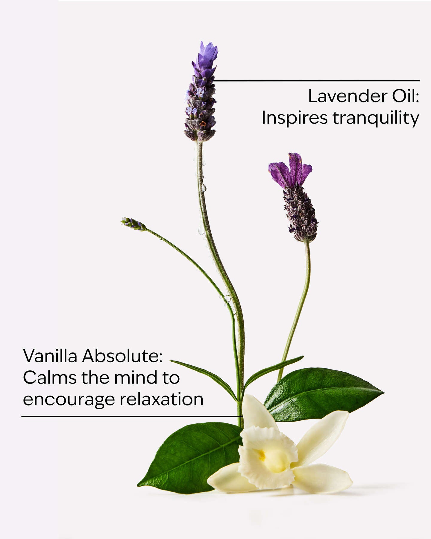 Lavender Vanilla Body Lotion
